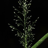 Eragrostis viscosa (Retz.) Trin.